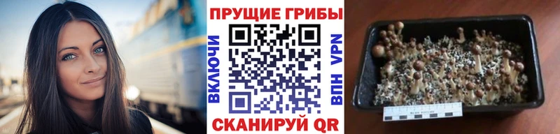Купить где  Лянтор  Галлюциногенные грибы мицелий 